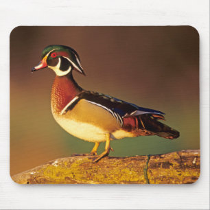 Male wood duck, Illinois Mouse Mat