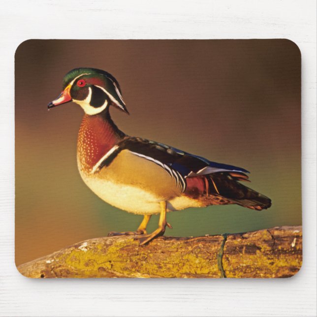 Male wood duck, Illinois Mouse Mat (Front)