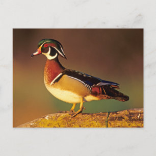 Male wood duck, Illinois Postcard