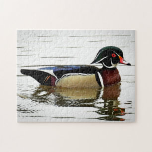 Male Wood Duck in Colourful Plumage Jigsaw Puzzle