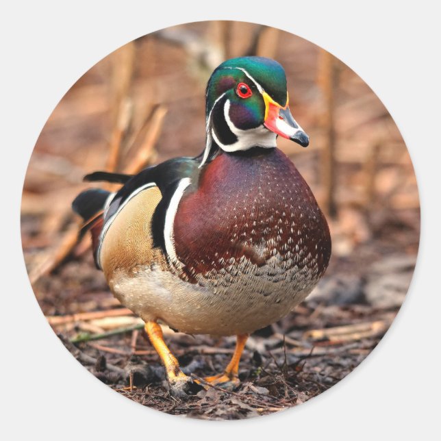 Male Wood Duck in the Woods Classic Round Sticker (Front)