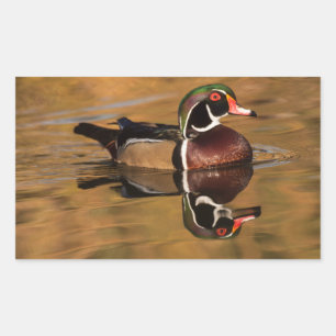 Male Wood duck on Golden Lake Rectangular Sticker