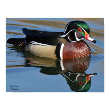 Male Wood Duck Reflection Throw Pillow Mouse Pad P
