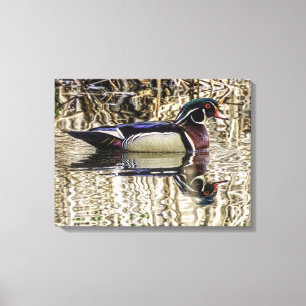 Male wood duck swimming in pond canvas print