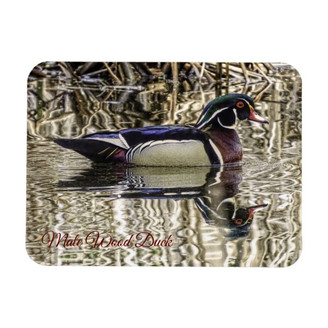 Male wood duck swimming in pond jigsaw puzzle magnet (Horizontal)