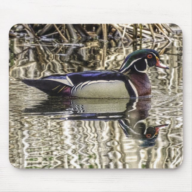 Male wood duck swimming in pond mouse mat (Front)