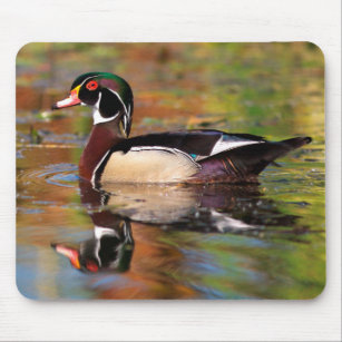 Male wood duck swims, California Mouse Mat