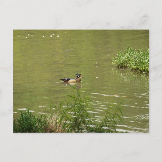 Male Wood Duck Swims Postcard (Front)
