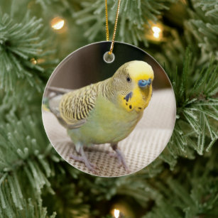 budgie christmas ornament