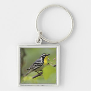 Male Yellow-throated Warbler, Dendroica Key Ring