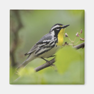 Male Yellow-throated Warbler, Dendroica Magnet