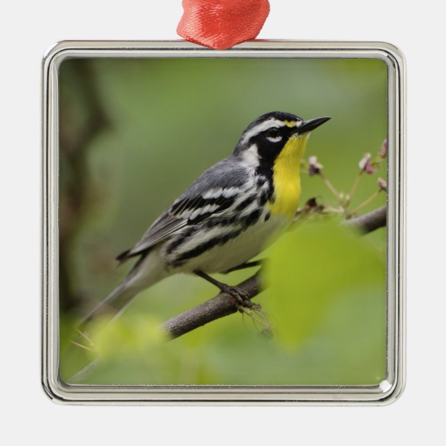 Male Yellow-throated Warbler, Dendroica Metal Tree Decoration (Front)