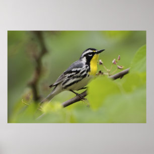 Male Yellow-throated Warbler, Dendroica Poster