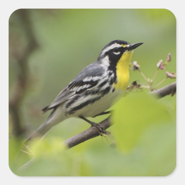 Male Yellow-throated Warbler, Dendroica Square Sticker (Front)