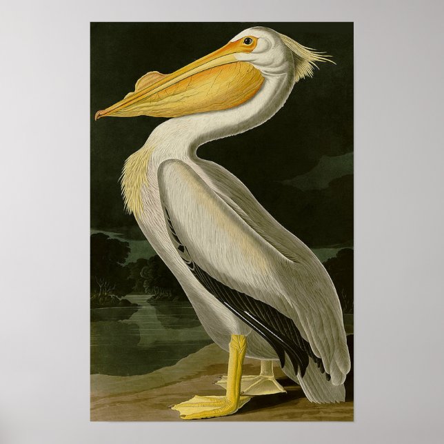 Malibu Life Design Series Pelican Poster (Front)