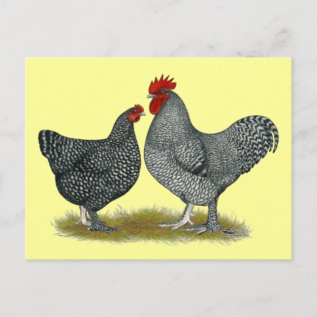 Maline Chickens Postcard (Front)