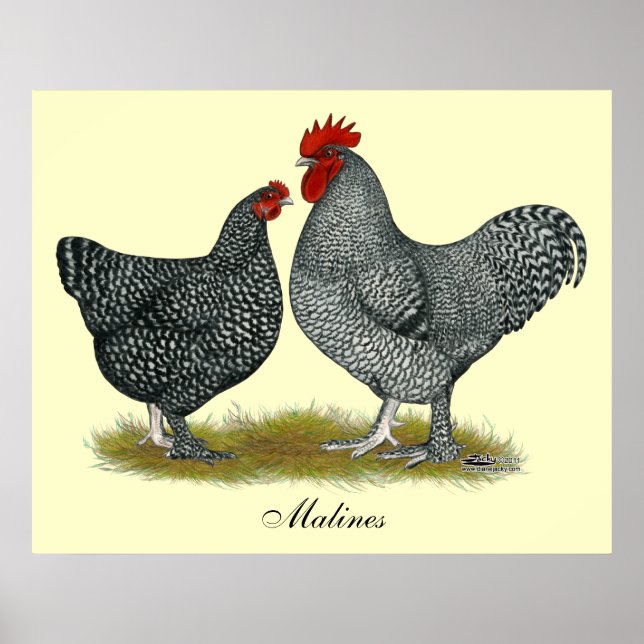 Maline Chickens Poster (Front)