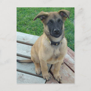 Malinese Belgian Shepherd Dog Postcard