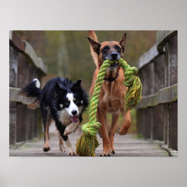 Malinois and Border Collie Running on Bridge Poster (Front)