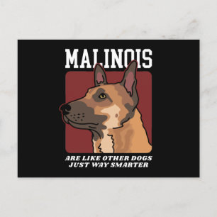 Malinois Are Smarter Belgian Malinois Postcard