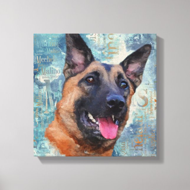 Malinois  - Belgian shepherd - Mechelaar Canvas Print (Front)