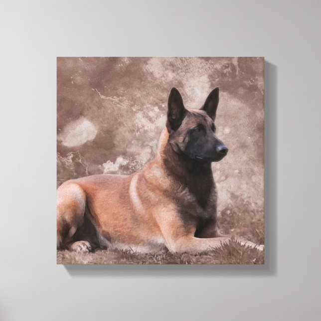 Malinois  Belgian shepherd - Mechelaar Canvas Print (Front)