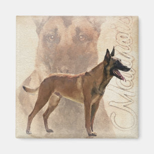Malinois - Belgian shepherd - Mechelaar Magnet
