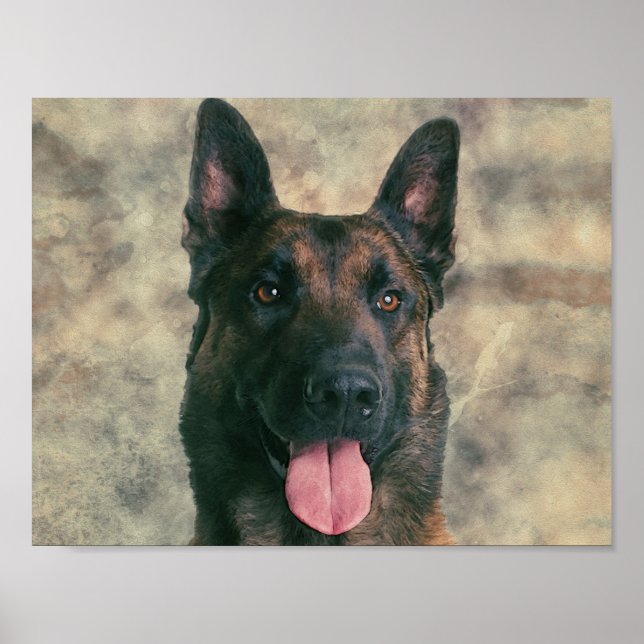 Malinois - Belgian shepherd -Mechelaar -Maligator Poster (Front)