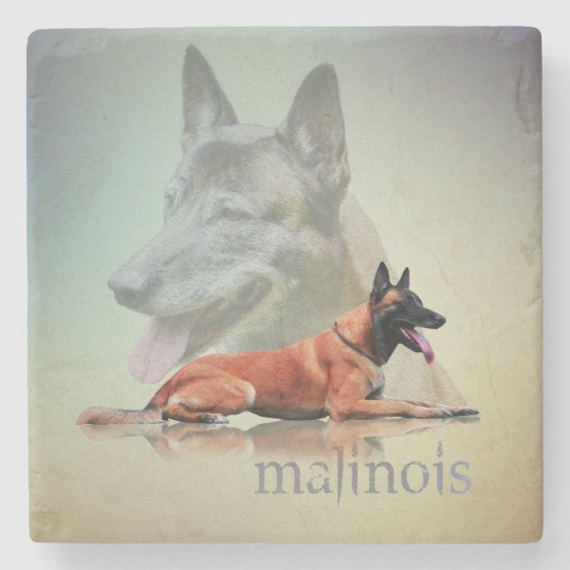 Malinois - Belgian shepherd -Mechelaar -Maligator Stone Coaster (Front)