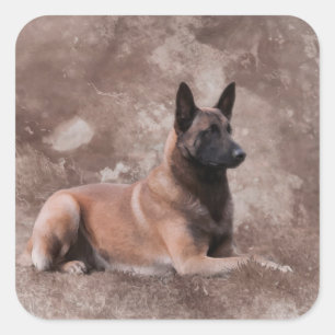 Malinois  Belgian shepherd - Mechelaar Square Sticker