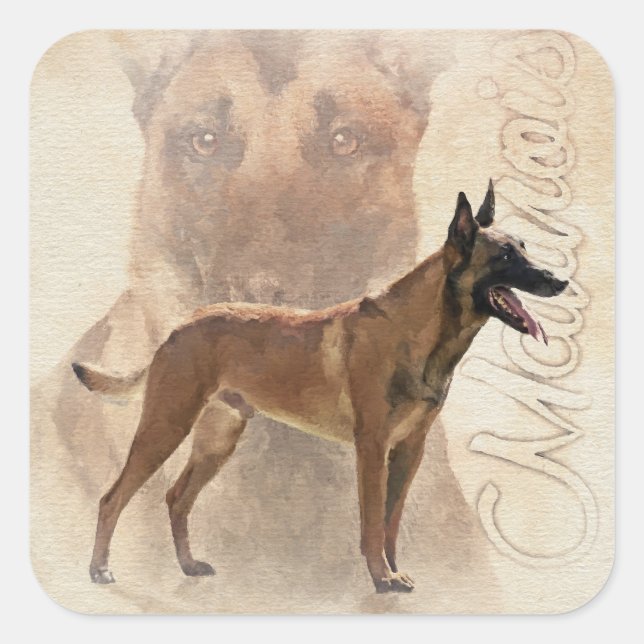 Malinois  - Belgian shepherd - Mechelaar Square Sticker (Front)