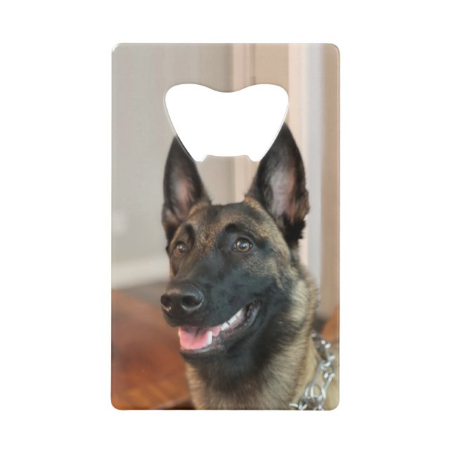 Malinois Dog (Front)