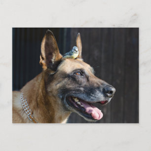 Malinois ( Hund)  mit Blaumeise Postcard