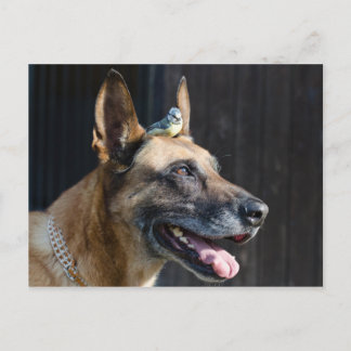 Malinois ( Hund) mit Blaumeise Postcard