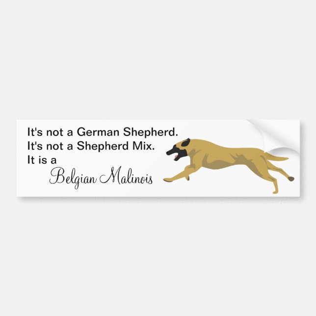 Malinois NOT German Shepherd Bumper Sticker (Front)