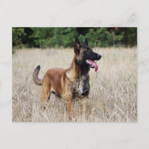 malinois postcard