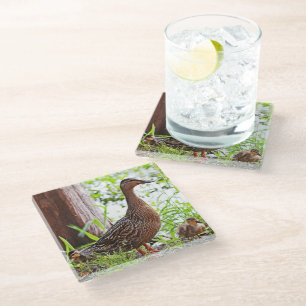 Mallard and Ducklings by Shirley Taylor Glass Coaster