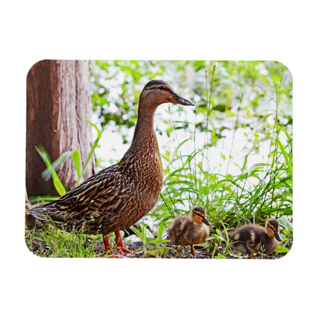 Mallard and Ducklings by Shirley Taylor Magnet (Horizontal)