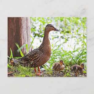 Mallard and Ducklings by Shirley Taylor Postcard