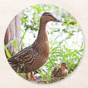 Mallard and Ducklings by Shirley Taylor Round Paper Coaster