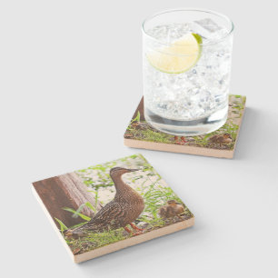 Mallard and Ducklings by Shirley Taylor Stone Coaster