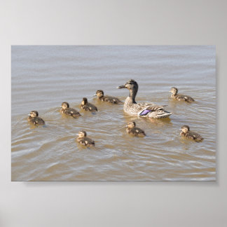 Mallard and Ducklings Poster