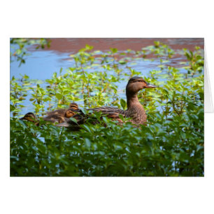 Mallard and Ducklings-Swimming by Shirley Taylor