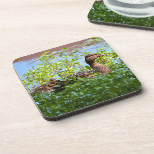 Mallard and Ducklings-Swimming by Shirley Taylor Coaster