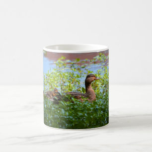 Mallard and Ducklings-Swimming by Shirley Taylor Coffee Mug
