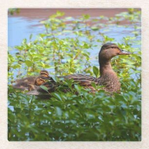 Mallard and Ducklings-Swimming by Shirley Taylor Glass Coaster