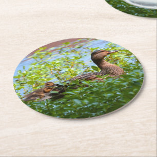 Mallard and Ducklings-Swimming by Shirley Taylor Round Paper Coaster