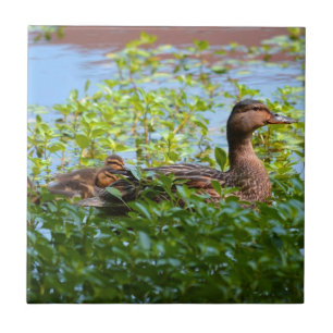 Mallard and Ducklings-Swimming by Shirley Taylor Tile