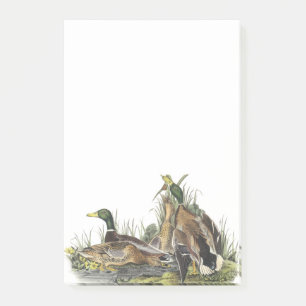 Mallard by Audubon Post-it Notes