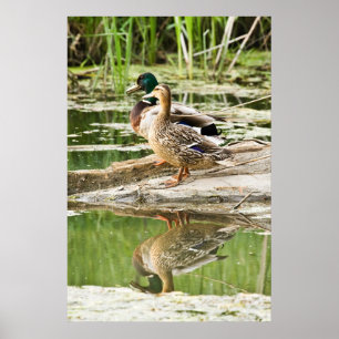 Mallard Couple Poster